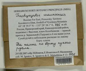 Trachycystis ussuriensis (Regel & Maack) T.J. Kop., Гербарий мохообразных, Мхи - Дальний Восток (без Чукотки и Камчатки) (B20) (Россия)