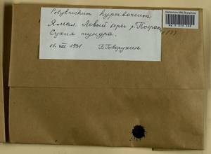 Polytrichum hyperboreum R. Br., Гербарий мохообразных, Мхи - Западная Сибирь (включая Алтай) (B15) (Россия)