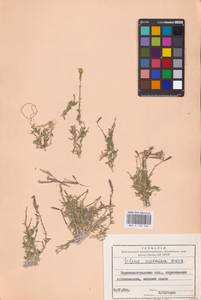 Смолевка меловая Fisch., Восточная Европа, Северо-Украинский район (E11) (Украина)