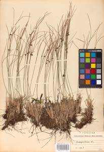Oreojuncus trifidus (L.) Záv.Drábk. & Kirschner, Восточная Европа, Западно-Украинский район (E13) (Украина)