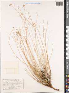 Bupleurum atlanticum Murb., Африка (AFR) (Марокко)