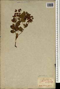 Gaultheria pyroloides Hook. fil. & Thomson ex Miq., Зарубежная Азия (ASIA) (Япония)