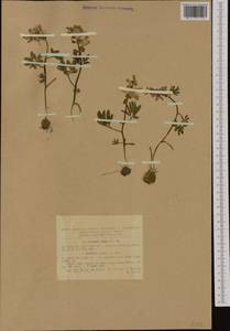 Corydalis densiflora C. Presl, Западная Европа (EUR) (Румыния)