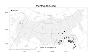 Mentha dahurica, Мята даурская Fisch. ex Benth., Атлас флоры России (FLORUS) (Россия)