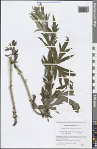 Artemisia vulgaris subsp. vulgaris, Сибирь, Чукотка и Камчатка (S7) (Россия)