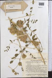 Astragalus schahrudensis Bunge, Средняя Азия и Казахстан, Копетдаг, Бадхыз, Малый и Большой Балхан (M1) (Туркмения)