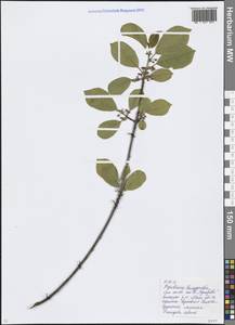 Крушина ломкая, Крушина ольховидная Mill., Восточная Европа, Московская область и Москва (E4a) (Россия)