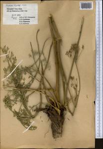 Прангос курчавокрылый DC., Средняя Азия и Казахстан, Западный Тянь-Шань и Каратау (M3) (Узбекистан)