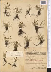 Осока узколистная Wahlenb., Средняя Азия и Казахстан, Северный и Центральный Казахстан (M10) (Казахстан)