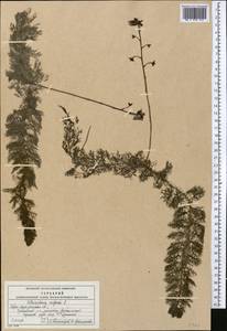 Пузырчатка обыкновенная L., Средняя Азия и Казахстан, Северный и Центральный Казахстан (M10) (Казахстан)