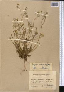 Crepis sancta subsp. sancta, Средняя Азия и Казахстан, Копетдаг, Бадхыз, Малый и Большой Балхан (M1) (Туркмения)