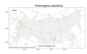 Potamogeton salicifolius, Рдест иволистный Wolfg., Атлас флоры России (FLORUS) (Россия)