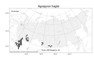 Agropyron fragile, Житняк ломкий (Roth) P.Candargy, Атлас флоры России (FLORUS) (Россия)