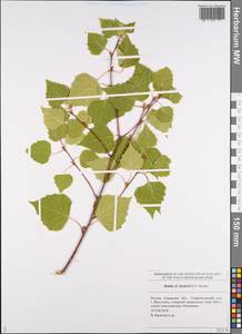 Betula pubescens subsp. pubescens, Восточная Европа, Средневолжский район (E8) (Россия)