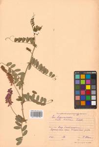 Горошек приятный Fisch. ex Ser., Сибирь, Дальний Восток (S6) (Россия)