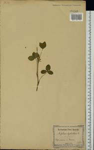 Клевер гибридный L., Восточная Европа, Южно-Украинский район (E12) (Украина)