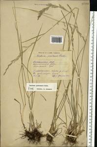 Lolium pratense (Huds.) Darbysh., Восточная Европа, Восточный район (E10) (Россия)