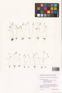 Крупка весенняя L., Восточная Европа, Центральный лесостепной район (E6) (Россия)