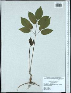 Сныть обыкновенная L., Восточная Европа, Центральный район (E4) (Россия)