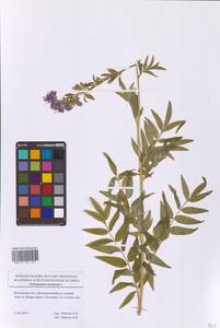 Синюха голубая L., Восточная Европа, Московская область и Москва (E4a) (Россия)