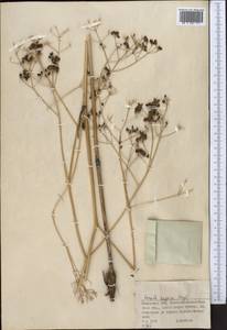 Ферула каспийская M.Bieb., Средняя Азия и Казахстан, Муюнкумы, Прибалхашье и Бетпак-Дала (M9) (Казахстан)