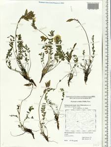 Остролодочник грязноватый (Willd.) Pers., Сибирь, Дальний Восток (S6) (Россия)