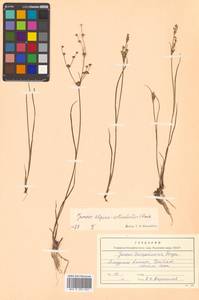 Juncus articulatus subsp. limosus (Vorosch.) Vorosch., Сибирь, Дальний Восток (S6) (Россия)