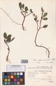Ива буреющая Andersson, Сибирь, Чукотка и Камчатка (S7) (Россия)