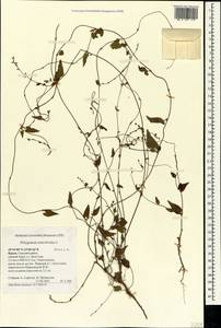 Гречишка вьюнковая (L.) Á.Löve, Крым (KRYM) (Россия)