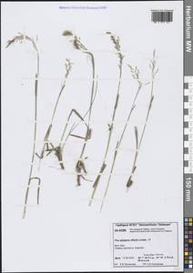 Мятлик альпигенный Lindm., Сибирь, Центральная Сибирь (S3) (Россия)