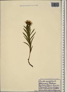 Pentanema ensifolium (L.) D. Gut. Larr., Santos-Vicente, Anderb., E. Rico & M. M. Mart. Ort., Кавказ, Ставропольский край, Карачаево-Черкесия, Кабардино-Балкария (K1b) (Россия)