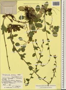 Campanula pontica Albov, Кавказ, Грузия (K4) (Грузия)