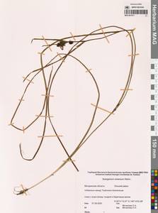 Ежеголовник всплывающий, Ежеголовник всплывший Rehmann, Сибирь, Чукотка и Камчатка (S7) (Россия)