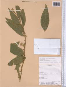 Cestrum strigillatum Ruiz & Pav., Америка (AMER) (Парагвай)