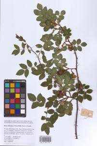 Шиповник почти-собачий (Christ) Dalla Torre & Sarnth., Восточная Европа, Московская область и Москва (E4a) (Россия)