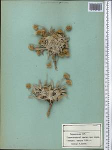 Мелколепестник, Средняя Азия и Казахстан, Памир и Памиро-Алай (M2) (Таджикистан)