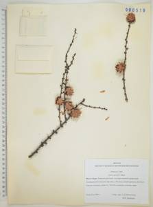 Лиственница даурская (Rupr.) Kuzen., Сибирь, Дальний Восток (S6) (Россия)