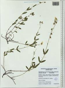 Helianthemum nummularium subsp. obscurum (Celak.) J. Holub, Западная Европа (EUR) (Швейцария)