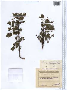 Crataegus kyrtostyla × microphylla, Кавказ, Азербайджан (K6) (Азербайджан)