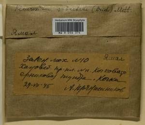 Pleurozium schreberi (Willd. ex Brid.) Mitt., Гербарий мохообразных, Мхи - Архангельская и Вологодская области, Коми, Ненецкий АО (B7) (Россия)