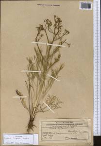 Триния щетинисто-волосистая, Триния щетинистоволосая Hoffm., Средняя Азия и Казахстан, Прикаспийский Устюрт и Северное Приаралье (M8) (Казахстан)