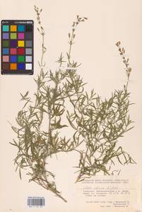 Смолевка сибирская (L.) Pers., Восточная Европа, Восточный район (E10) (Россия)