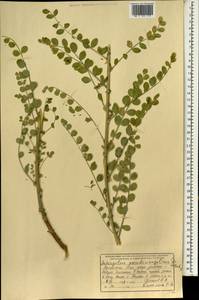 Astragalus coluteocarpus subsp. coluteocarpus, Зарубежная Азия (ASIA) (Афганистан)