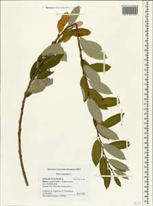 Ива трехтычинковая L., Крым (KRYM) (Россия)