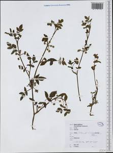 Helosciadium nodiflorum subsp. nodiflorum, Западная Европа (EUR) (Ирландия)