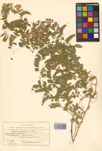 Горошек японский A.Gray, Сибирь, Дальний Восток (S6) (Россия)