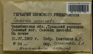 Drepanocladus aduncus (Hedw.) Warnst., Гербарий мохообразных, Мхи - Башкортостан, Челябинская и Оренбургская области (B14) (Россия)