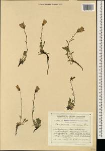 Колокольчик камнеломка, Кавказ, Грузия (K4) (Грузия)