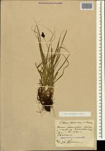 Carex aterrima subsp. medwedewii (Leskov) T.V.Egorova, Кавказ, Ставропольский край, Карачаево-Черкесия, Кабардино-Балкария (K1b) (Россия)