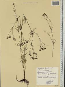 Asperula tinctoria L., Восточная Европа, Центральный район (E4) (Россия)